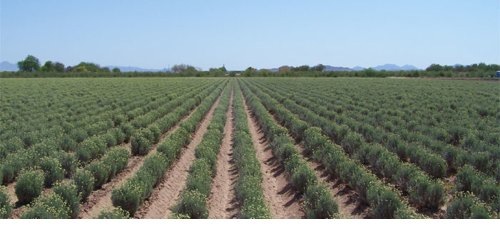 yulex field-rows