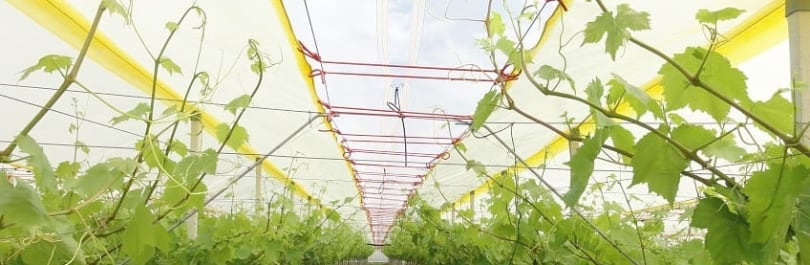 telo agricolo vigneti