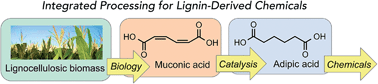 lignina acido adipico