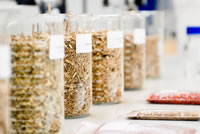 Biomasse cellulosiche per bioetanolo 